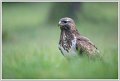 Saint Piat _25-05-2018-09-29-45_0623